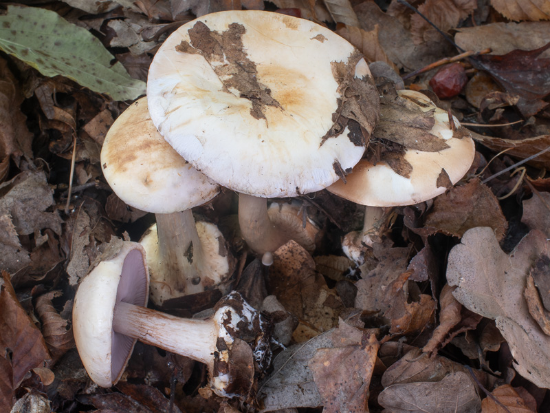 Cortinarius lilacinovelatus Cortinarius lilacinovelatus